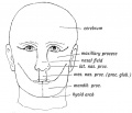 Fig. 2. Showing the parts of the face formed from the Nasal, Maxillary and Mandibular processes.