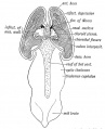 Fig. 170. A dorsal view of the Fore and Mid-brain at the 5th week of development to show the formation of the Velum Interpositum.