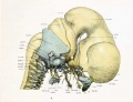 Skull - Lateral aspect and cervical vertebra with brain, cervical cord, and nerves.