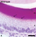 Mouse - tooth histology