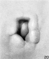 Fig. 20. Embryo No.434, 15 mm. long. X 27.
