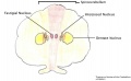 Transverse section of the Cerebellum.jpg