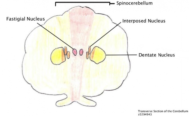 File:Transverse section of the Cerebellum.jpg