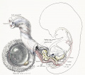 11 Human embryo 23 mm