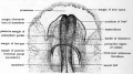 Fig. 16. Ventral view of cephalic region of chick embryo having 5 pairs of somites