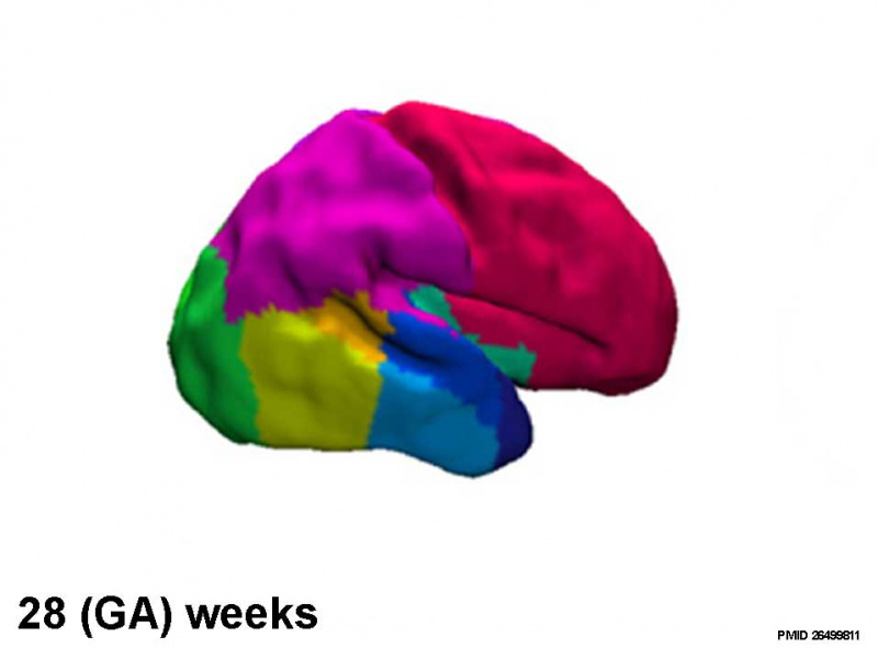 File:Fetal brain MRI02.jpg