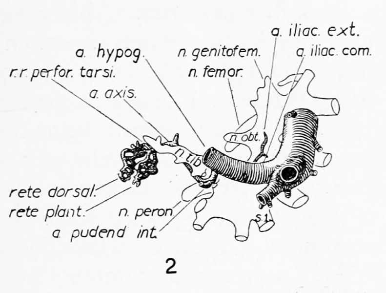 File:Senior1919 fig02.jpg