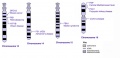 Human chromosomes 13-16