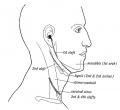 Fig. 25. Showing the position of the External Cleft Depressions in the Adult.