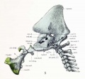 Fig. 5. Median sagittal aspect of the cartilaginous skull.