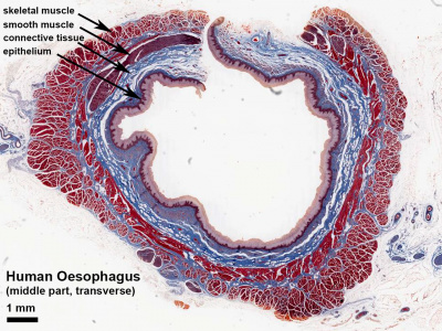 Oesophagus histology