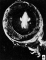 Fig. 4. Cross-section of tube No. 1771. X 2.