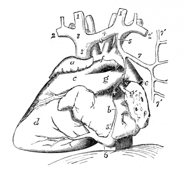 Figure 596. View of the Foetal Heart and Great Vessels