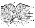 Fig. 34. Portion of a transverse section still continuous at the lower lateral angles of the larva of a frog (Rana fusca)