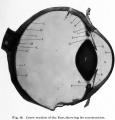 Fig. 26. Showing Tendo Oculi