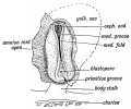 Fig. 158. Medullary Folds uniting to form the Neural Tube in a Human Embryo of about 14 days. (After Graf Spee.)
