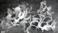 Fig. 257. Isolated villi from No. 2361, showing both maceration and hydatiform degeneration. X6.75.