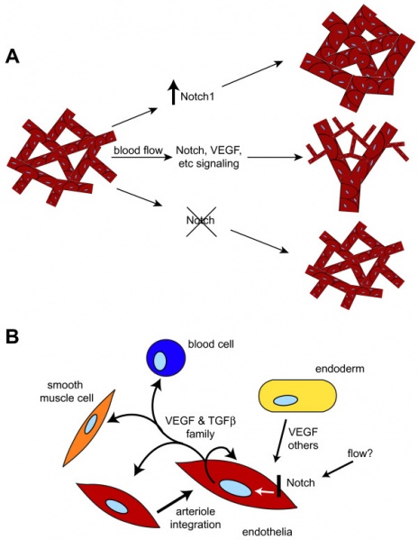 File:Notch and yolk sac blood vessels model.jpg