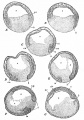 Fig. 31. Median sagittal sections showing successive stages of gastrulation in the frog's egg