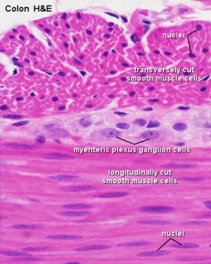 Foundations - Histology Cells and Tissues - Embryology