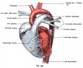 Fig. 533. Heart of a newborn viewed from the front and placed in the vertical direction