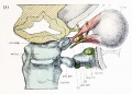 Fig. 10. Dorsal aspect of sphenoid cartilage, showing attachment of the orbital muscles to the basal part of the orbital wing.