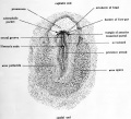 Fig. 14. Dorsal view of entire chick embryo of about 21 hours incubation