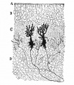 cerebellar cortex of a newborn dog showing dendrites of two Purkinje cells. (Cajal.)