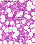 ANAT2241 Lymphatic Tissue and Immune System - Embryology