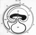 Fig. 115. Diagram of the foetal membranes op a mammal. (From Turner.)