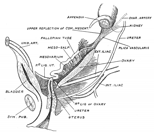 Fig. 3 The position of the Ovary and Fallopian Tube in the 5th month