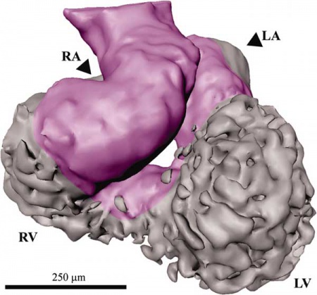 Lecture - Early Vascular Development - Embryology