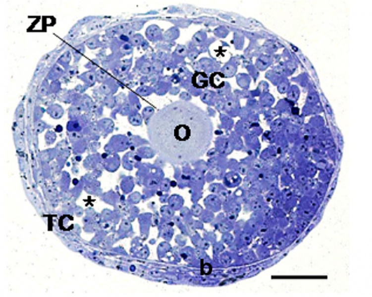 File:Mouse in vitro follicle 02.jpg