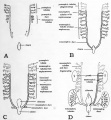 Fig. 51. Schematic diagrams to show the relations of pronephros, mesonephros, and metanephros at various stages of development.