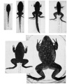 Metamorphosis of the frog, Rana catesbiana.