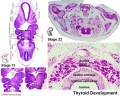 Stage 13 and 22 thyroid development