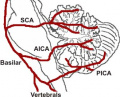 Fig 3: Diagram of the main arteries of the cerebellum