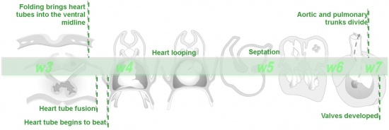 Basic Heart Development Timeline.jpg