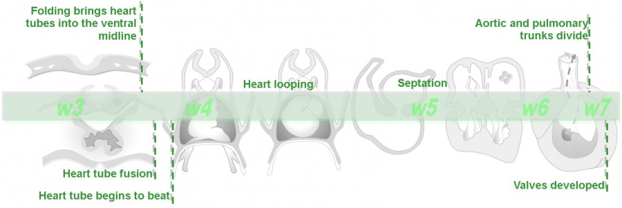Cardiovascular System - Heart Development - Embryology