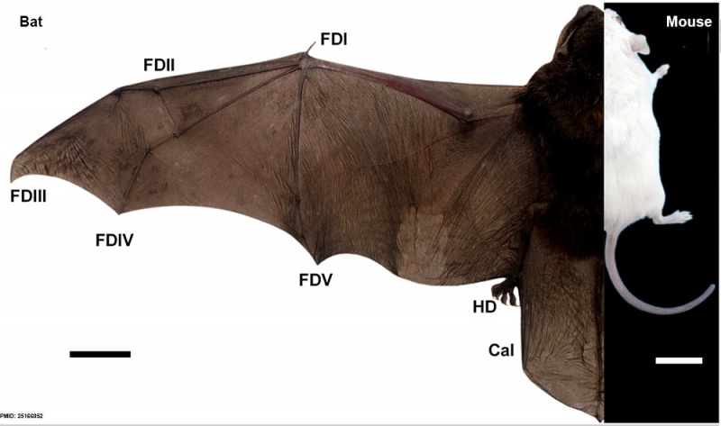 File:Bat and mouse limb comparison.jpg