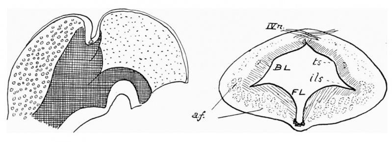 File:Frazer1928 fig03.jpg
