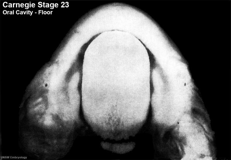 File:Stage23 embryo oral cavity 01.jpg
