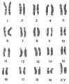 iploid metaphase chromosomes mouse. Existing website image.