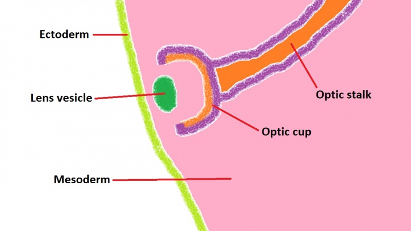File:Formation of the lens 2.jpg