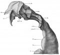 Fig. 318.The model shown in Fig. 317 from the lateral surface.