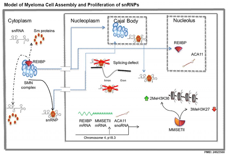 File:Model snRNP assembly in myeloma.jpg