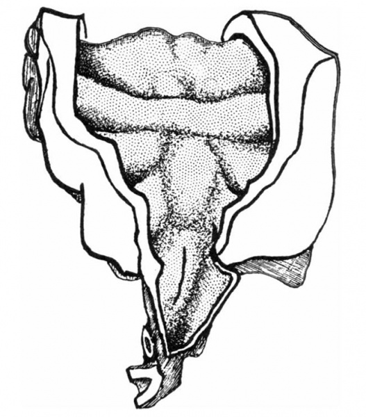 File:Frazer1910 fig01.jpg