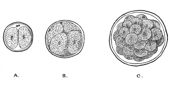 Fig. 12 Showing the production of the Blastula or Morula from the Ovum.