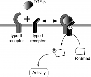 TGF-B Signalling - Formation of Receptor Hetero-Tetramers.png