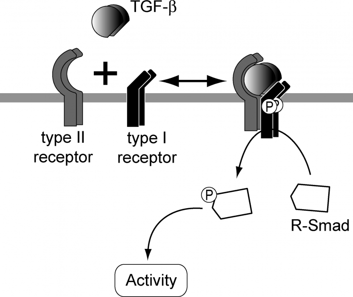 File:TGF-B Signalling - Formation of Receptor Hetero-Tetramers.png